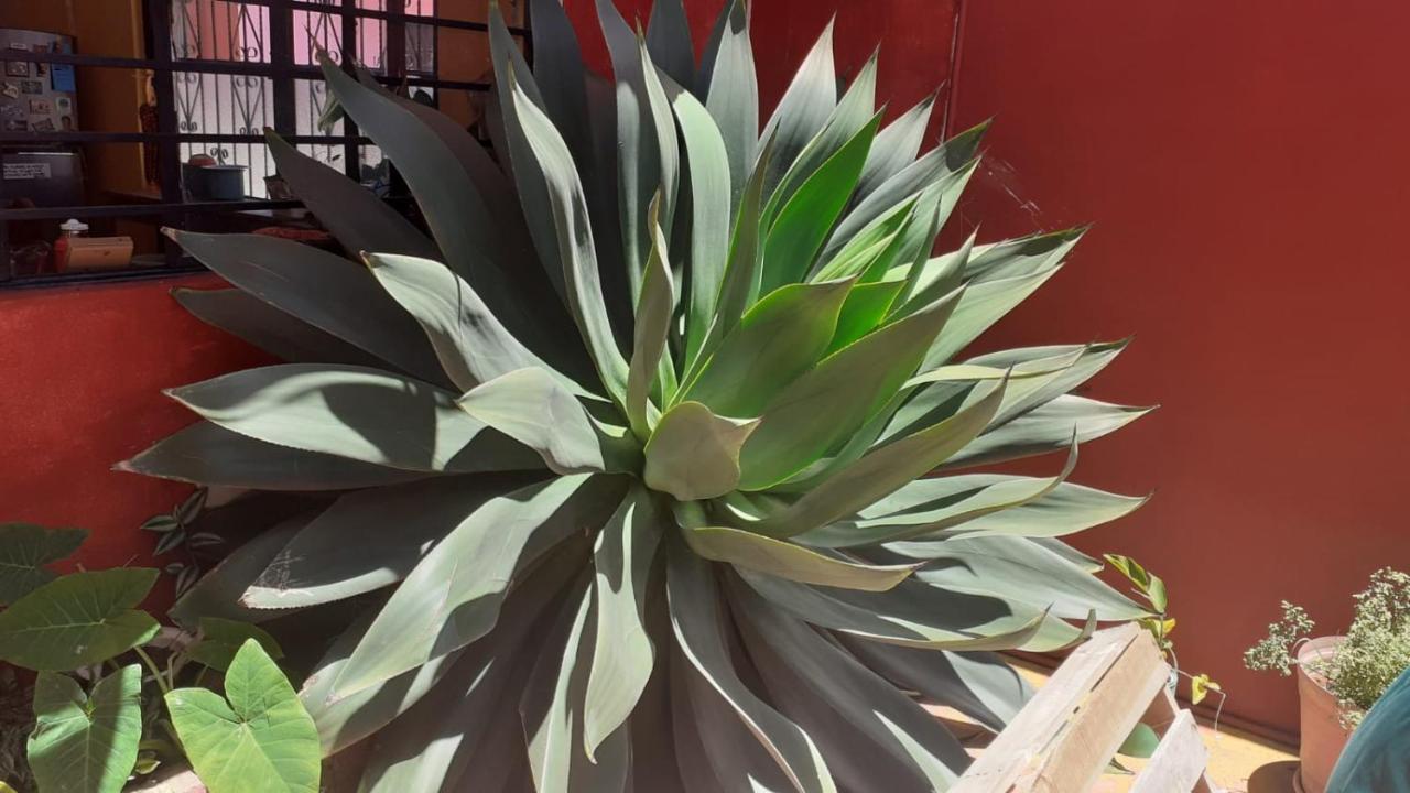 Casa Huipil Hotel San Cristobal de las Casas Luaran gambar